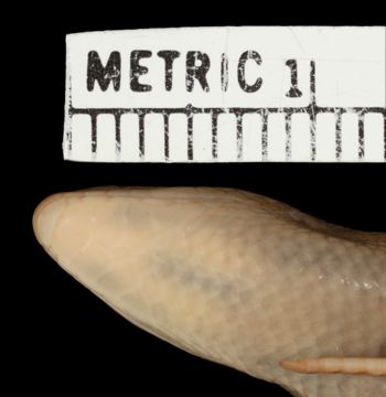 Media type: image;   Herpetology R-141875 Aspect: head ventral